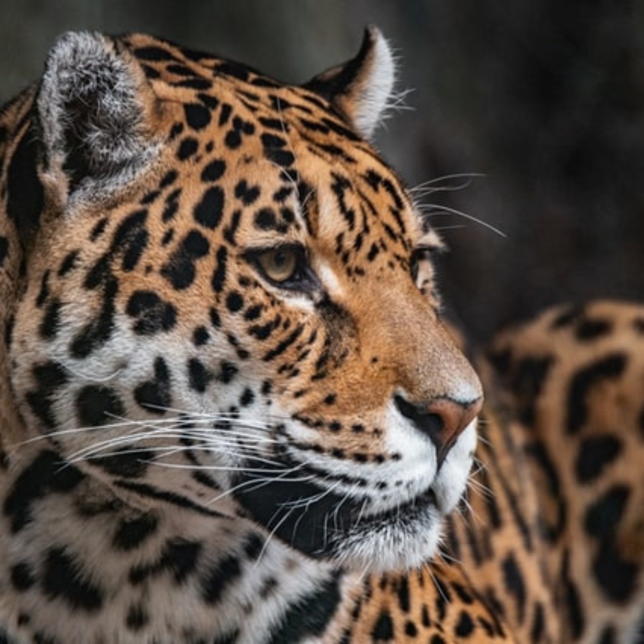 Jaguares: Los Gatos Gigantes de Yucatán