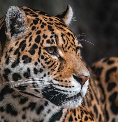 Jaguars: The Big Cats of the Yucatan