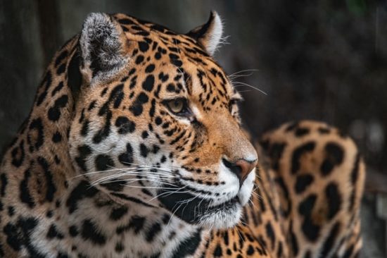Jaguars in Playa del Carmen Mexico | Bigs Cats of the Yucatan 