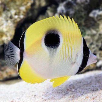 butterfly fish mexico