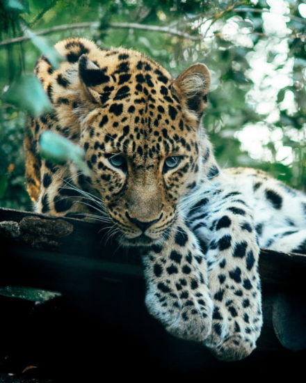 Jaguar conservation in Mexico